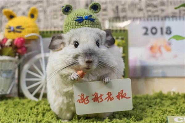 龙猫只吃苜蓿草可以吗？长期单一饮食的危害与正确喂养指南