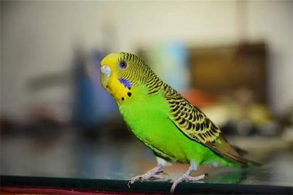 虎皮鹦鹉肥胖的危害 虎皮鹦鹉肥胖的危害