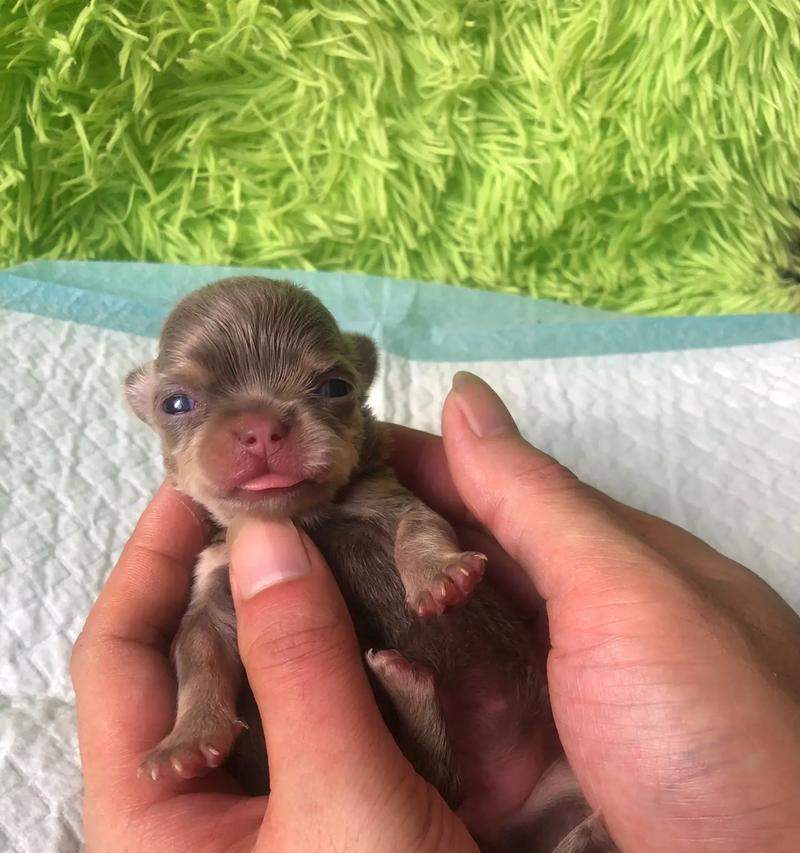 揭秘怀孕吉娃娃抖动原理与心理影响，科学解读其安抚作用