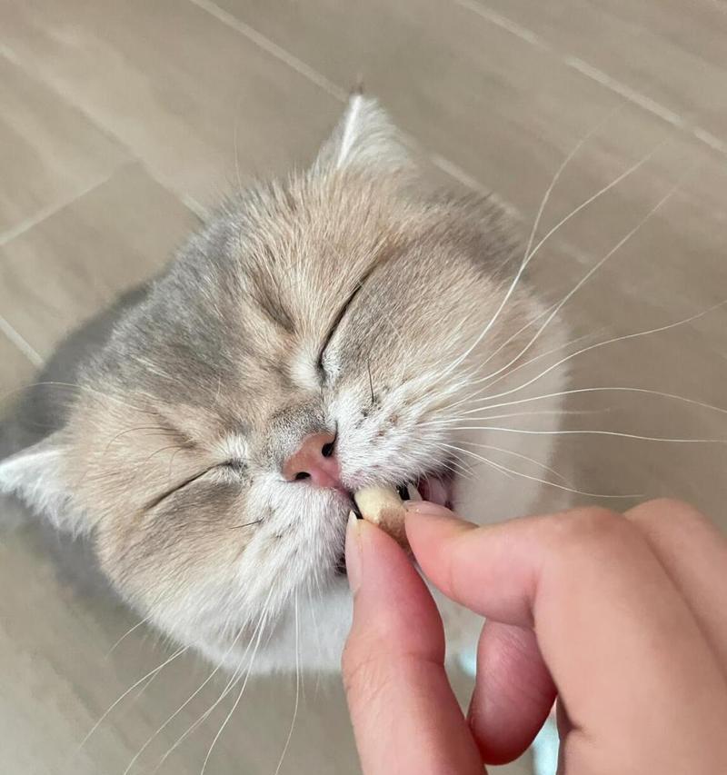 科学喂养幼猫指南：饮食需求与健康喂养方法详解