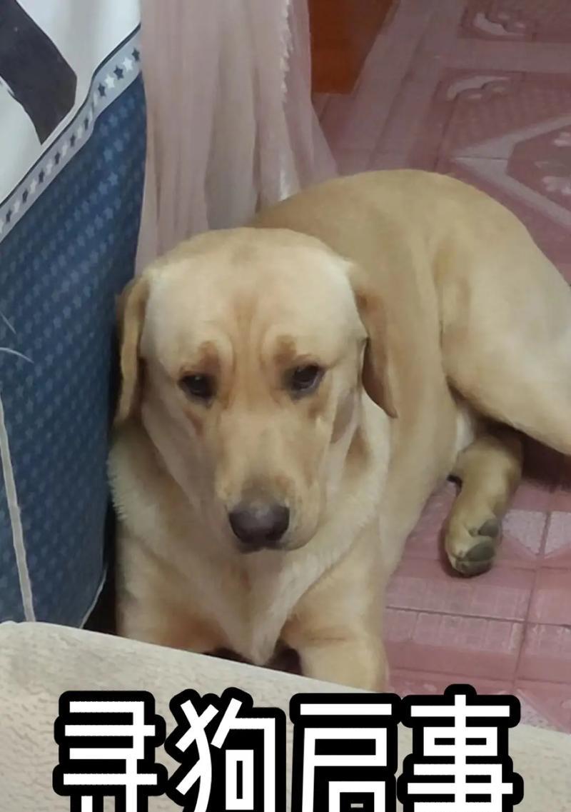 为拉布拉多挑选品质相称的名字：15个实用建议与灵感来源