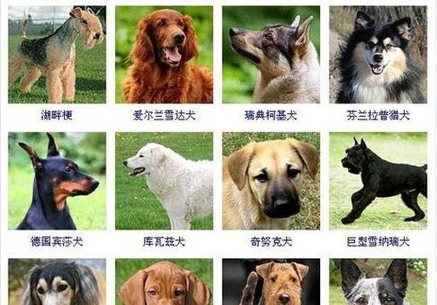 为拉布拉多挑选品质相称的名字：15个实用建议与灵感来源