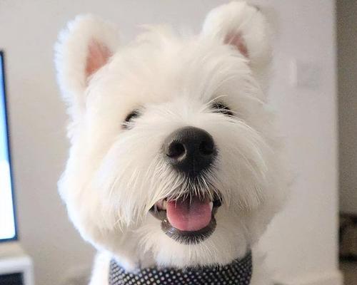 探索西高地梗的毛发颜色奥秘，走进多彩光影世界