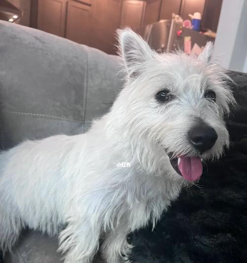 探索西高地梗的毛发颜色奥秘，走进多彩光影世界