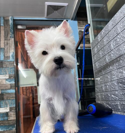 探索西高地梗的毛发颜色奥秘，走进多彩光影世界