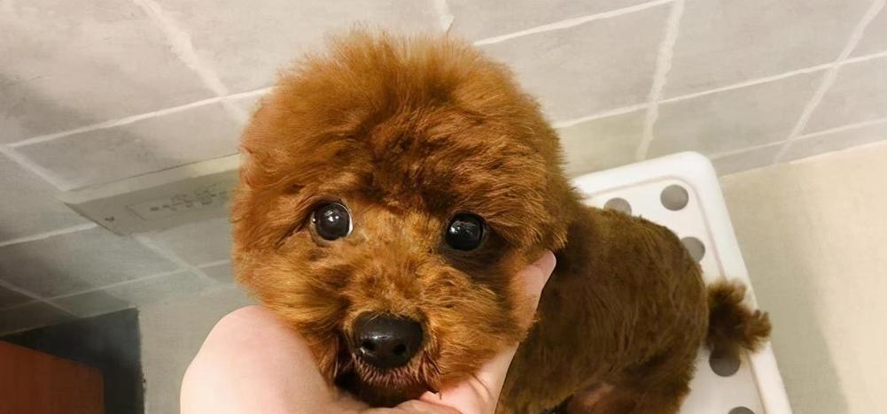 贵宾犬怀孕饮食指南，保障母犬与幼犬健康的关键营养