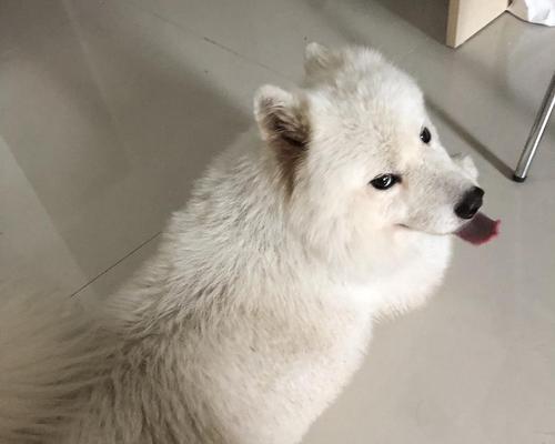 半岁萨摩耶幼犬饮食指南：营养均衡与健康成长关键