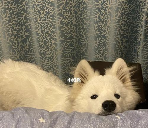 如何为半岁的萨摩提供适宜的饮食？（半岁的萨摩所需食物及营养补充）