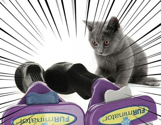 异国短毛猫梳子选购指南：如何挑选最适合的梳理工具