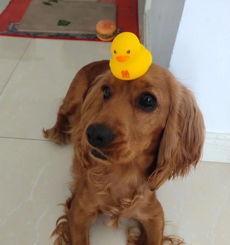 探秘不同犬耳朵形态的美丽与功能，解析多样性与适应性