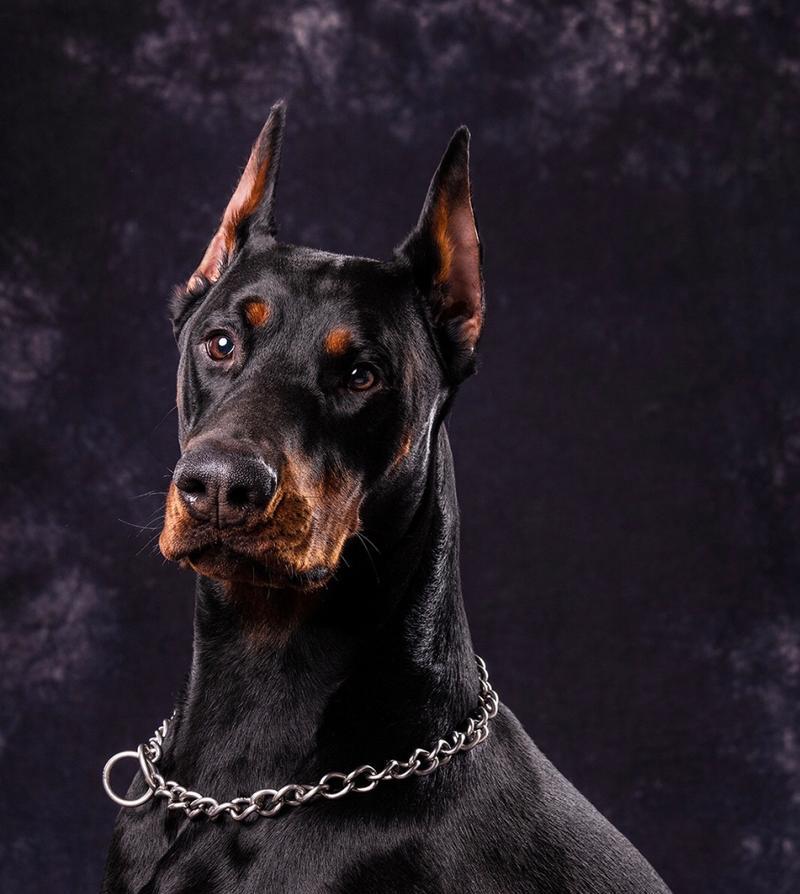 探秘不同犬耳朵形态的美丽与功能（从犬耳朵长的角度看狗的多样性与适应性）