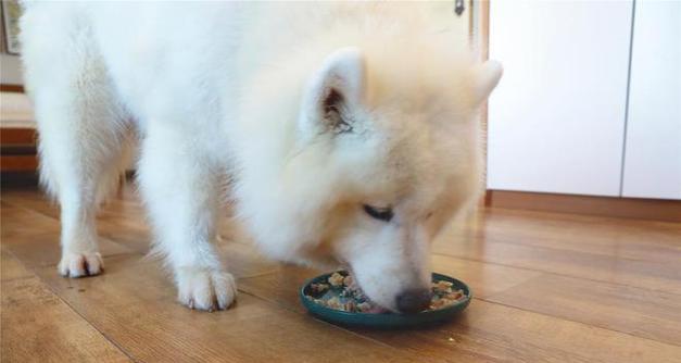 小狗频繁呕吐原因分析与应对方法，宠物健康需关注