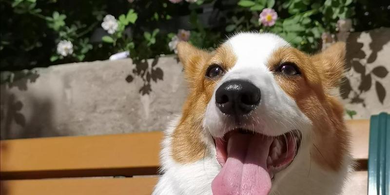 揭秘狗舌头的秘密：功能、天赋与鲜为人知的真相