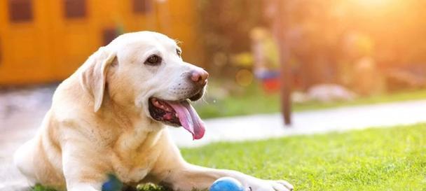 狗的舌头（揭秘狗舌头的秘密，你所不知道的事实）