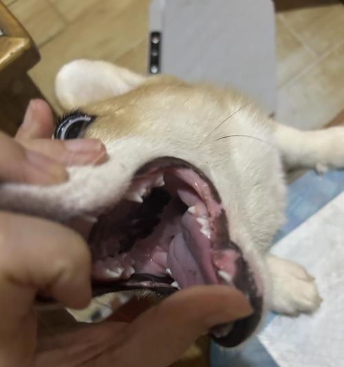 狗的舌头（揭秘狗舌头的秘密，你所不知道的事实）