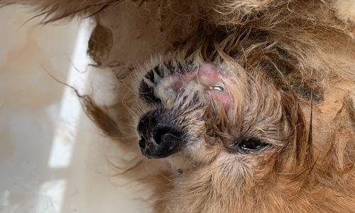 幼犬嘴巴臭的原因及解决方法（了解幼犬口臭的起因及如何解决）