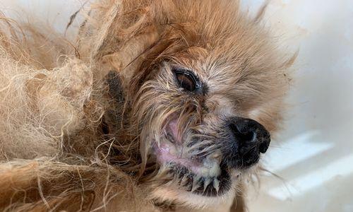 幼犬嘴巴臭的原因及解决方法（了解幼犬口臭的起因及如何解决）