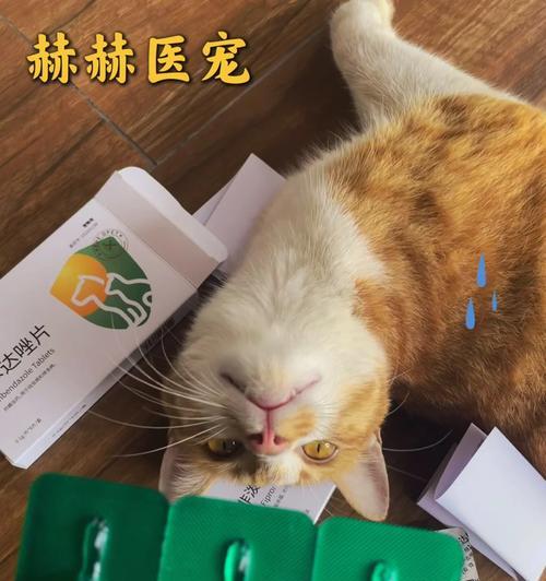 猫咪分娩准备哪些药物?安全用药指南与注意事项 猫咪分娩准备哪些药物?安全用药指南与注意事项