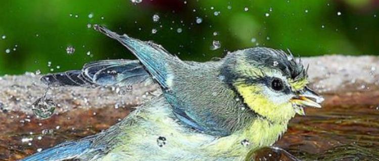 鸟类洗澡水药品选择指南，天然护理守护爱鸟健康