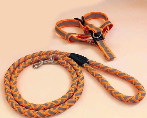 金毛牵引绳正确选择与使用指南，让散步更安全愉快