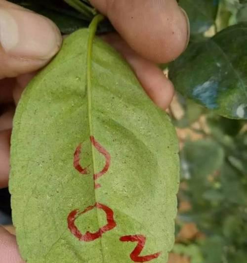 蜘蛛蜕皮后的致命因素解析：揭示蜕皮期死亡原因与生存挑战