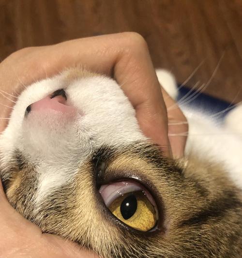 猫眼皮有白色物质？原因和处理方法详解（揭秘猫眼皮白色物质的成因，教你如何妥善处理）