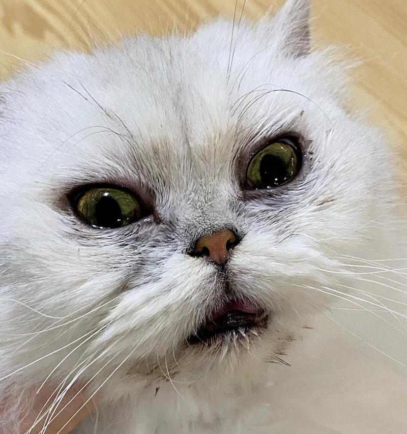 猫眼皮有白色物质？揭秘成因与处理方法，守护猫咪眼部健康