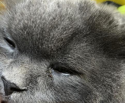 猫眼皮有白色物质？原因和处理方法详解（揭秘猫眼皮白色物质的成因，教你如何妥善处理）
