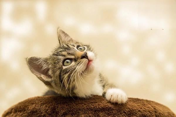 狗蛔虫病，猫蛔虫病