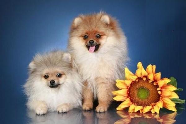 犬猫球虫病的症状识别与治疗方案详解