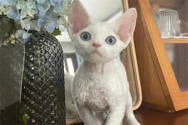 母猫教育小猫的方法揭秘：从示范到纠正的育儿智慧