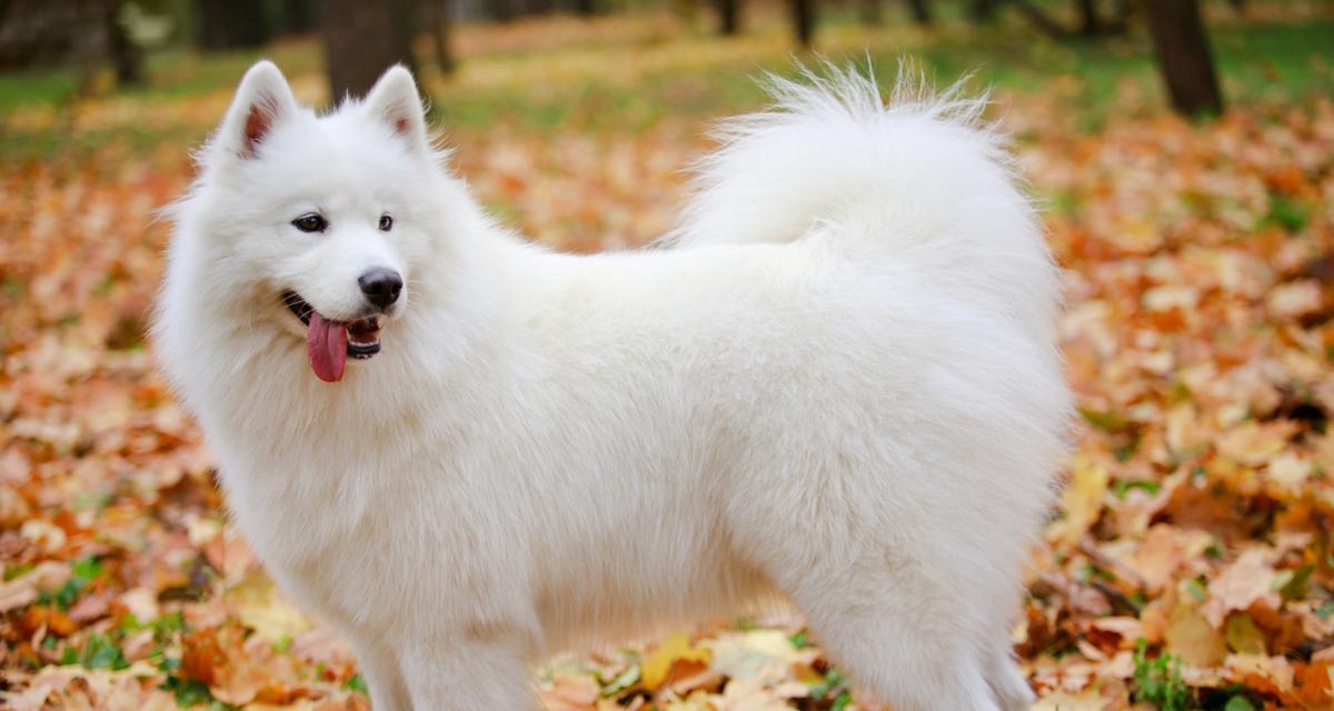 萨摩耶的理想饮食（为你的萨摩耶提供均衡营养和健康饮食的关键）