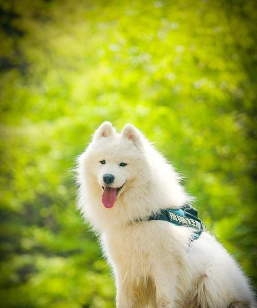 萨摩耶健康饮食指南：均衡营养与科学喂养秘诀