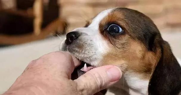 深情不渝，以爱犬为主题的文章（探索与狗狗的深度情感，爱犬无限）