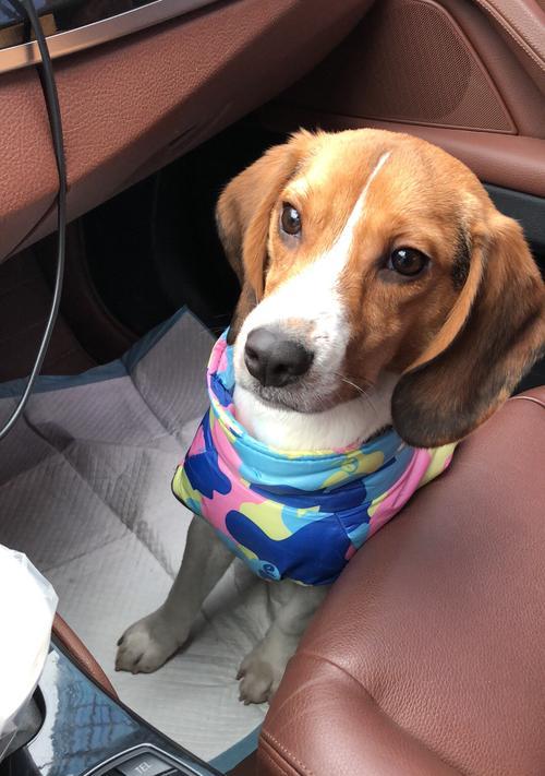 比格犬饮食训练指南：科学喂养提升幼犬体质与活力