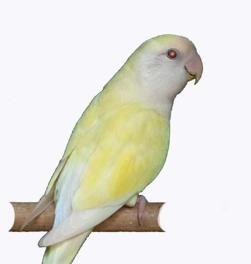 红牡丹鹦鹉名字怎么取？独特个性与寓意选择全指南