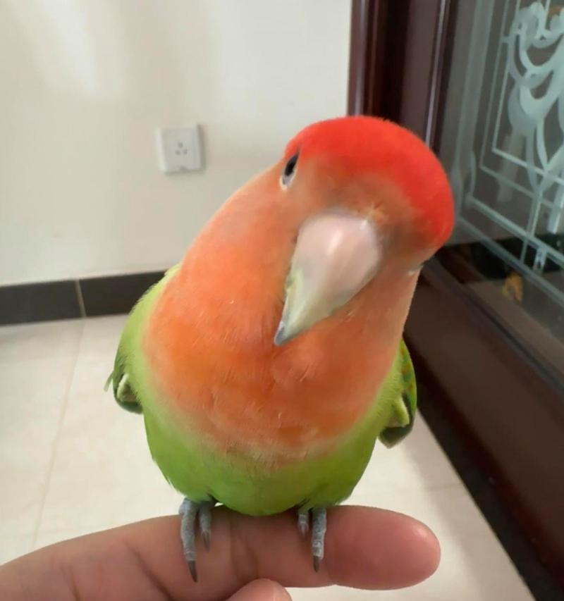 红牡丹鹦鹉名字怎么取？独特个性与寓意选择全指南