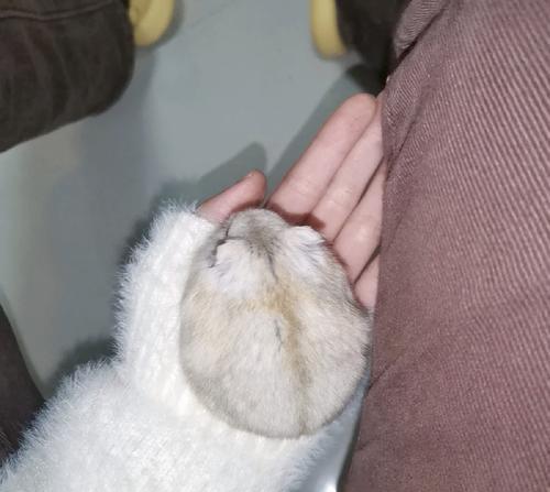 布丁仓鼠背上线条的由来与秘密：从保护色到健康信号