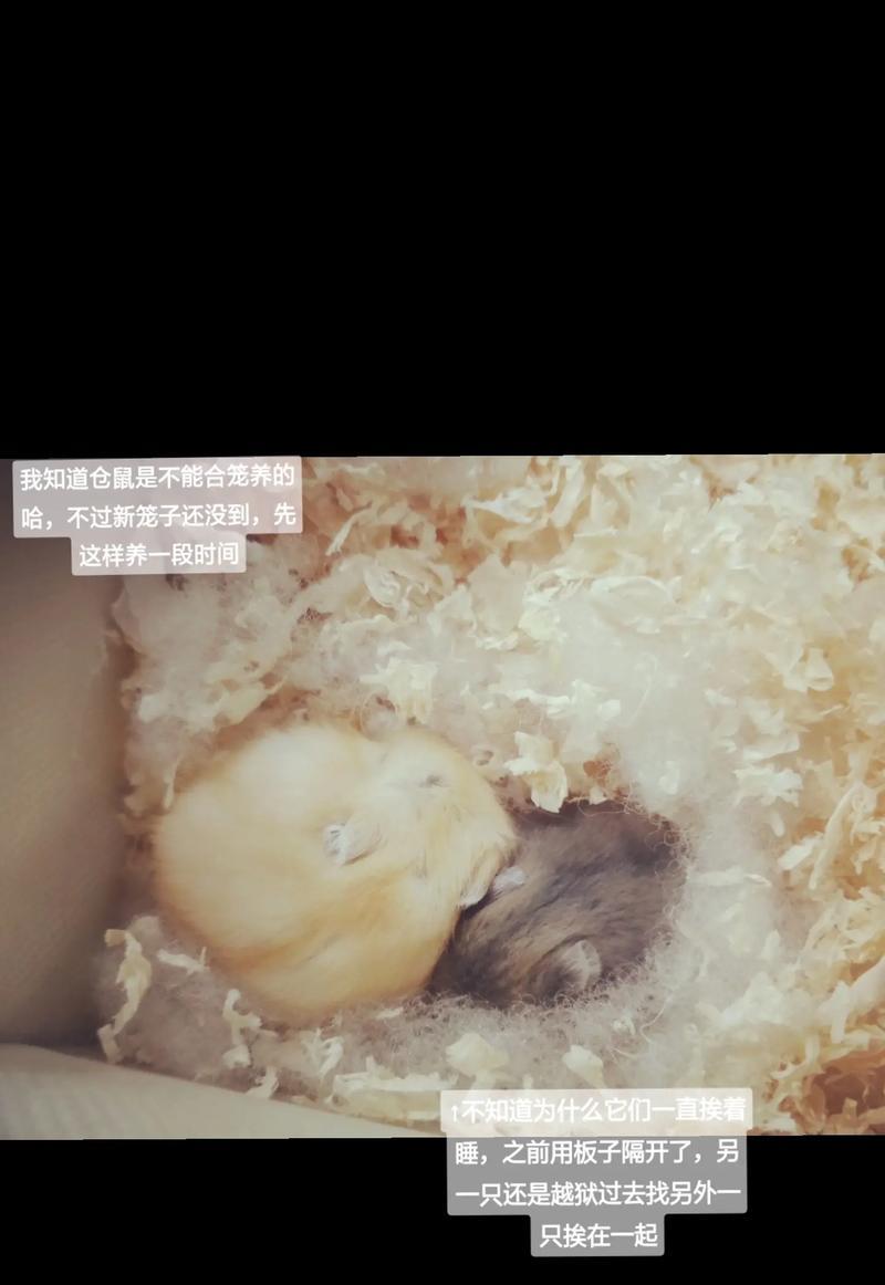 布丁仓鼠背上线条的由来与秘密：从保护色到健康信号