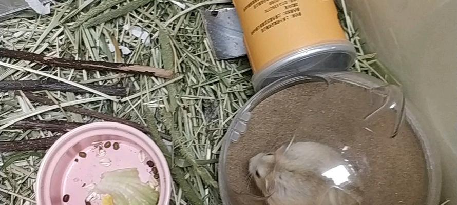 布丁仓鼠背上线条的由来与秘密：从保护色到健康信号