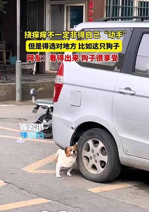 狗狗为何爱被挠下巴？解析背后心理与生理需求