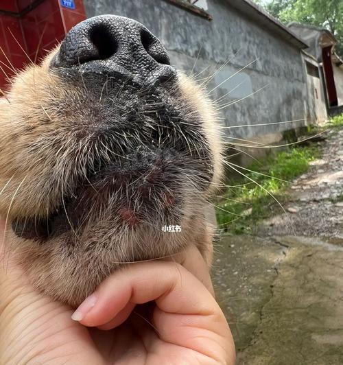 狗狗为何爱被挠下巴？解析背后心理与生理需求