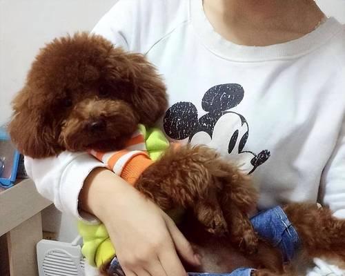 小母泰迪蹭腿行为全解析，从原因到应对方法全掌握