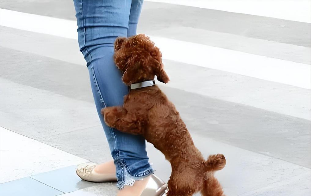 小母泰迪的腿蹭行为解析（探究小母泰迪喜欢蹭腿的原因和行为特点）