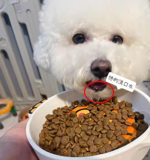 以泰迪喜欢吃狗粮拌什么区别？（以泰迪喜欢吃狗粮拌肉与拌蔬菜的区别）