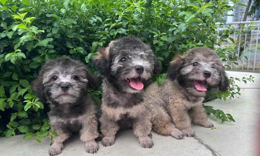 以泰迪喜欢吃狗粮拌什么区别？（以泰迪喜欢吃狗粮拌肉与拌蔬菜的区别）