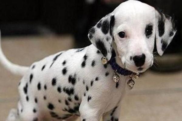 狗毛滴虫病，猫毛滴虫病