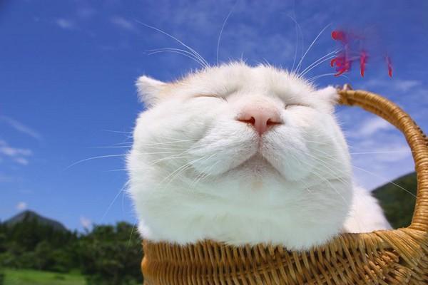 犬猫耳痒螨病防治指南：症状识别与科学治疗方案详解