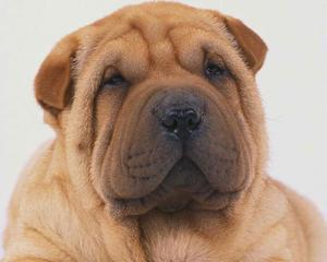 沙皮狗的饮食指南（沙皮狗饮食健康全攻略，让你的毛孩拥有健康饮食）