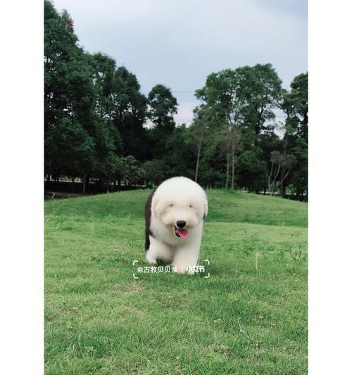 以古牧与犬杂交(探索以古牧与其他犬种杂交的迷人之处) 以古牧与犬杂交(探索以古牧与其他犬种杂交的迷人之处)